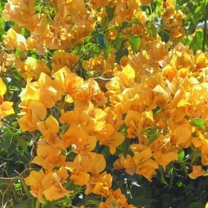 Set of 3 Gold Bougainvillea Live Plants – 4-6