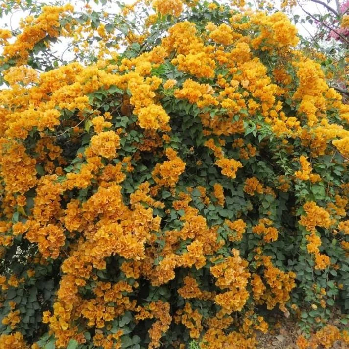 Set of 3 Gold Bougainvillea Live Plants – 4-6" Tall Tropical Ornamental Vine - Image 5