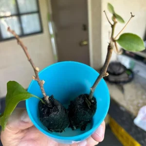 Set of 3 Gold Bougainvillea Live Plants – 4-6