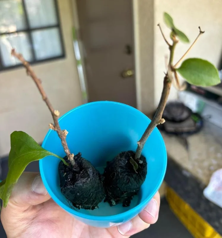 Set of 3 Gold Bougainvillea Live Plants – 4-6" Tall Tropical Ornamental Vine - Image 6