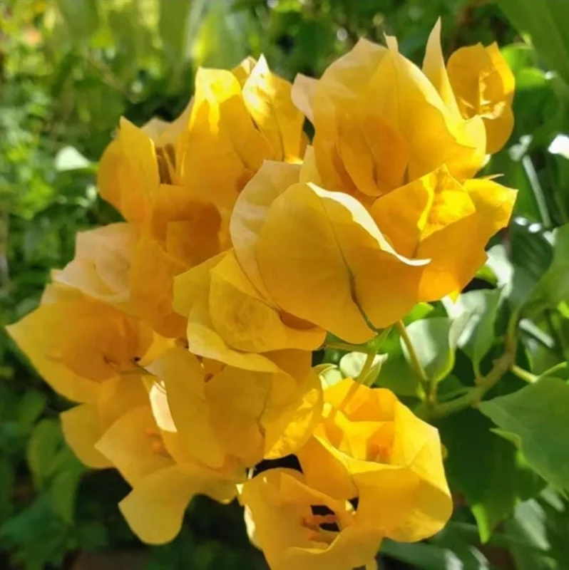 Set of 3 Gold Bougainvillea Live Plants – 4-6" Tall Tropical Ornamental Vine - Image 7