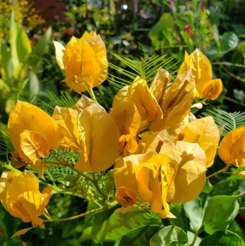 Set of 3 Gold Bougainvillea Live Plants – 4-6" Tall Tropical Ornamental Vine - Image 8