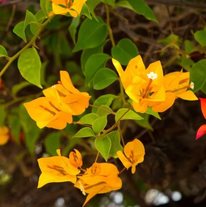Set of 3 Gold Bougainvillea Live Plants – 4-6" Tall Tropical Ornamental Vine - Image 9