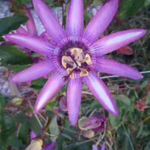 Set of 3 'Lady Lavender' Passionflower Vine Live Plants – 4-6" Tall – Rooted – Outdoor - Image 2