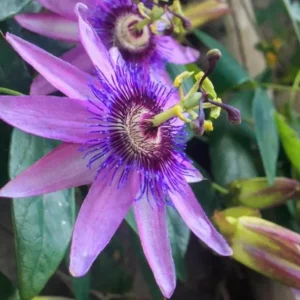 Set of 3 'Lady Lavender' Passionflower Vine Live Plants – 4-6