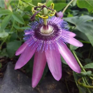 Set of 3 'Lady Lavender' Passionflower Vine Live Plants – 4-6