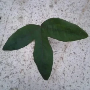 Set of 3 'Lady Lavender' Passionflower Vine Live Plants – 4-6