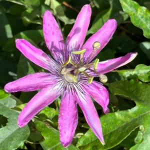 Set of 3 'Lady Lavender' Passionflower Vine Live Plants – 4-6" Tall – Rooted – Outdoor - Image 1