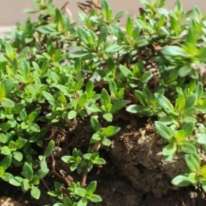 Set of 3 Lemon Thyme Live Plants – 2-6" Tall – Culinary Herb & Groundcover – USDA Zones 5-9 - Image 2