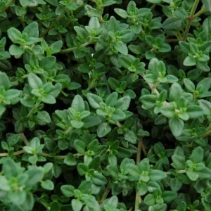 Set of 3 Lemon Thyme Live Plants – 2-6" Tall – Culinary Herb & Groundcover – USDA Zones 5-9 - Image 1