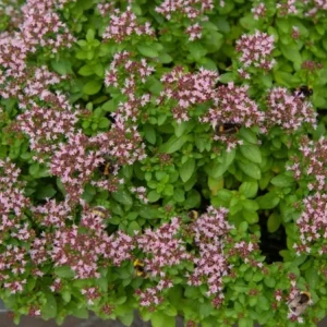 Set of 3 Lemon Thyme Live Plants – 2-6