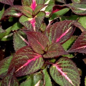 Set of 3 'Magilla Perilla' Coleus Live Plants – 5-9" Tall – Ornamental Foliage - Image 2