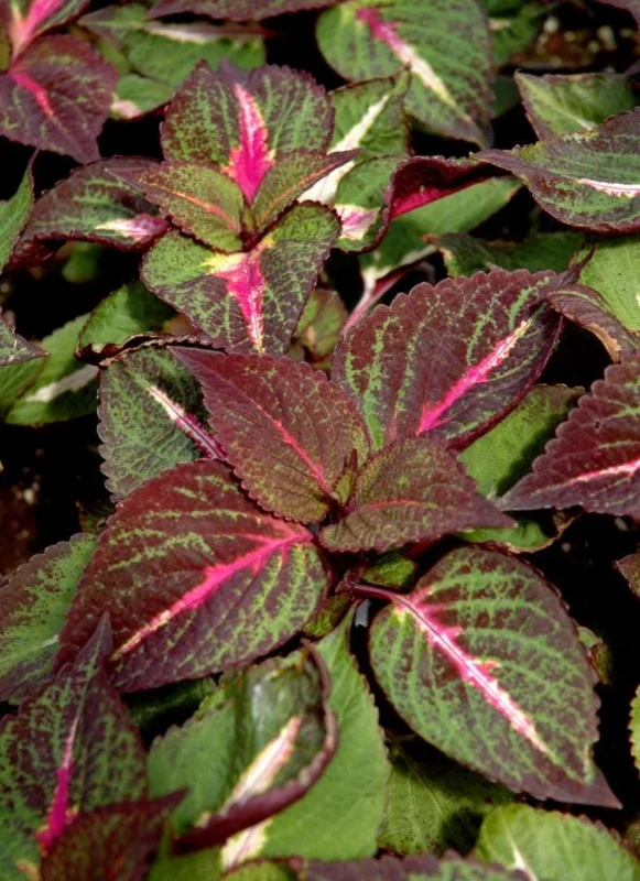 Set of 3 'Magilla Perilla' Coleus Live Plants – 5-9" Tall – Ornamental Foliage - Image 2