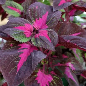 Set of 3 'Magilla Perilla' Coleus Live Plants – 5-9