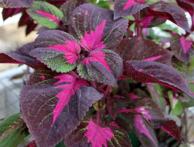 Set of 3 'Magilla Perilla' Coleus Live Plants – 5-9" Tall – Ornamental Foliage - Image 3