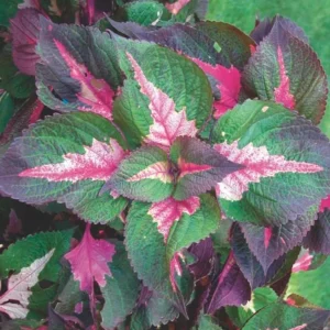 Set of 3 'Magilla Perilla' Coleus Live Plants – 5-9