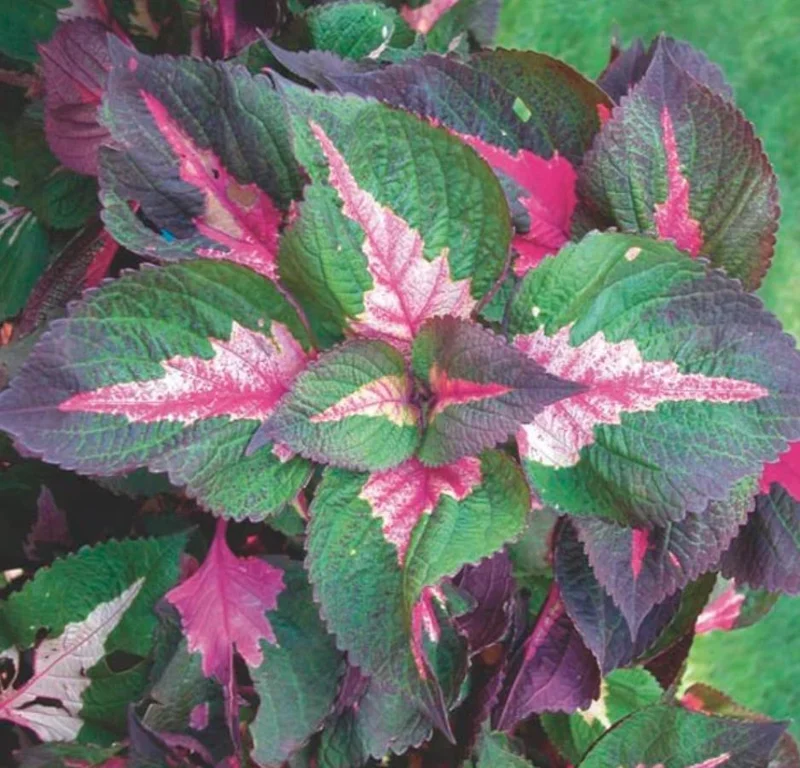 Set of 3 'Magilla Perilla' Coleus Live Plants – 5-9" Tall – Ornamental Foliage - Image 4