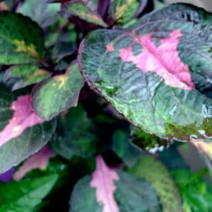 Set of 3 'Magilla Perilla' Coleus Live Plants – 5-9
