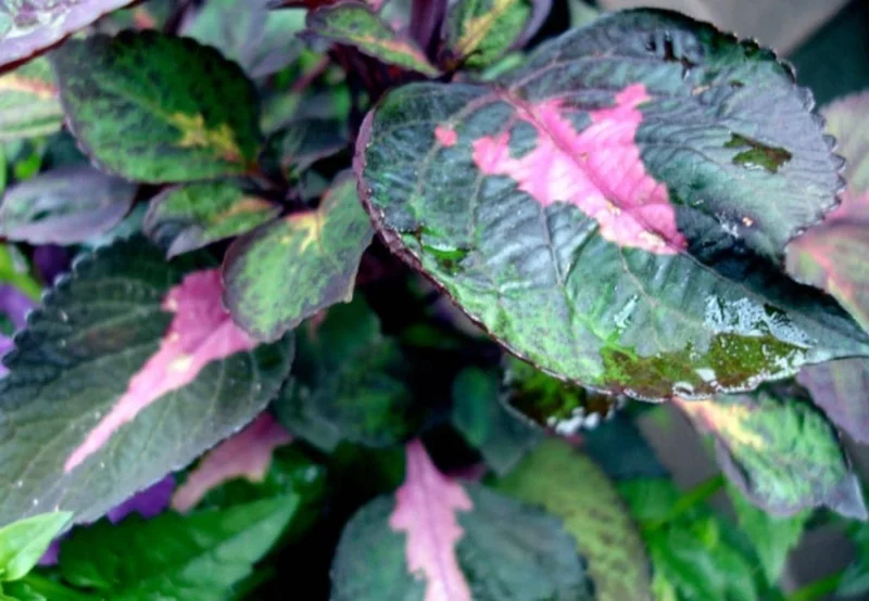 Set of 3 'Magilla Perilla' Coleus Live Plants – 5-9" Tall – Ornamental Foliage - Image 5