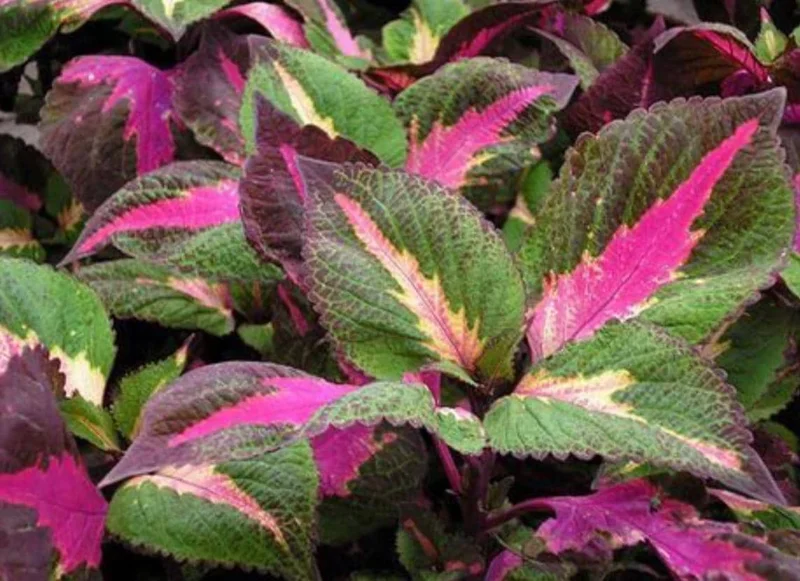 Set of 3 'Magilla Perilla' Coleus Live Plants – 5-9" Tall – Ornamental Foliage - Image 6