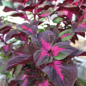 Set of 3 'Magilla Perilla' Coleus Live Plants – 5-9
