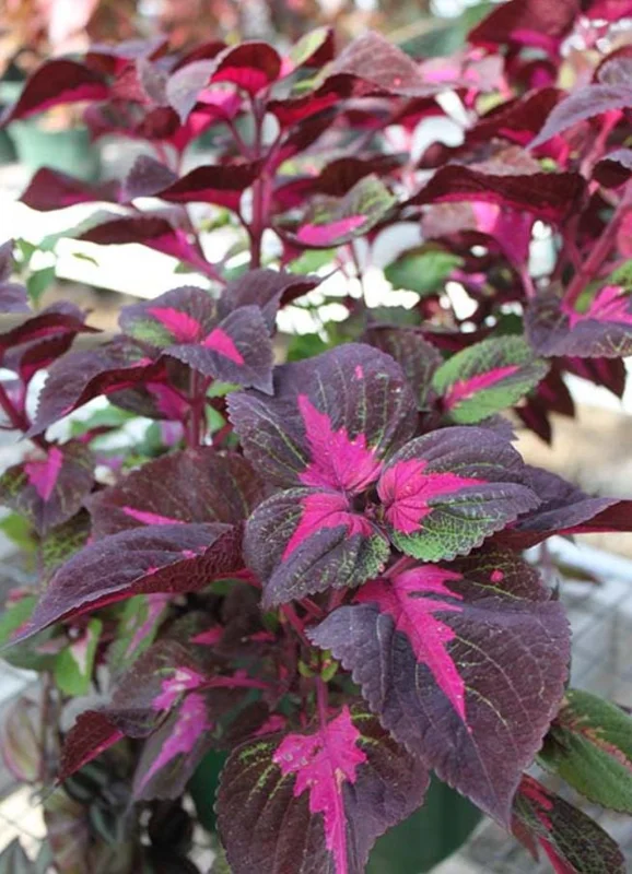 Set of 3 'Magilla Perilla' Coleus Live Plants – 5-9" Tall – Ornamental Foliage - Image 7