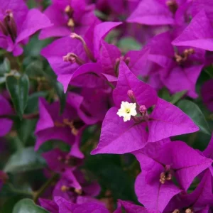 Set of 3 New River Bougainvillea Live Plants – 4-6" Tall Purple Flowering Tropical Vine - Image 2