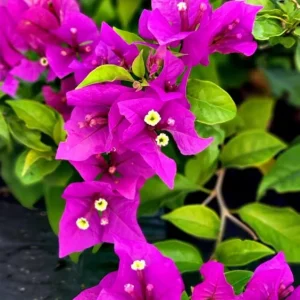 Set of 3 New River Bougainvillea Live Plants – 4-6