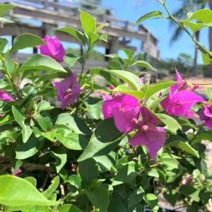 Set of 3 New River Bougainvillea Live Plants – 4-6