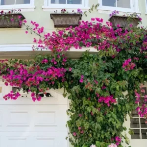 Set of 3 New River Bougainvillea Live Plants – 4-6