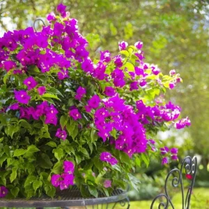 Set of 3 New River Bougainvillea Live Plants – 4-6" Tall Purple Flowering Tropical Vine - Image 1