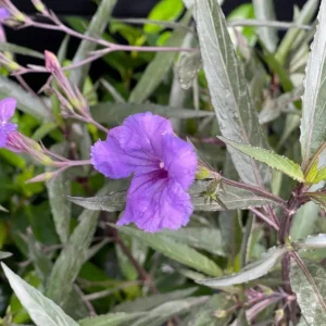 Set of 3 Purple Showers Ruellia Live Plants, Mexican Petunia, 4-8