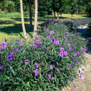 Set of 3 Purple Showers Ruellia Live Plants, Mexican Petunia, 4-8