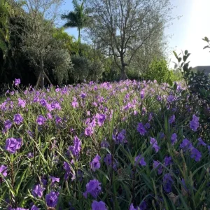 Set of 3 Purple Showers Ruellia Live Plants, Mexican Petunia, 4-8