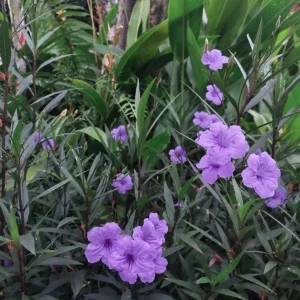 Set of 3 Purple Showers Ruellia Live Plants, Mexican Petunia, 4-8" Tall, Outdoor Perennial - Image 1