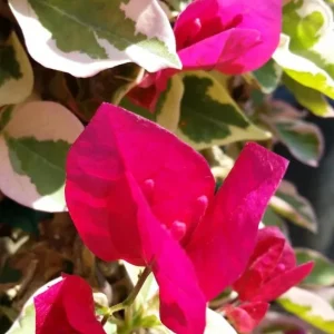 Set of 3 Raspberry Ice Bougainvillea Live Plants – 5-9" Tall – Tropical Climbing Vine - Image 2