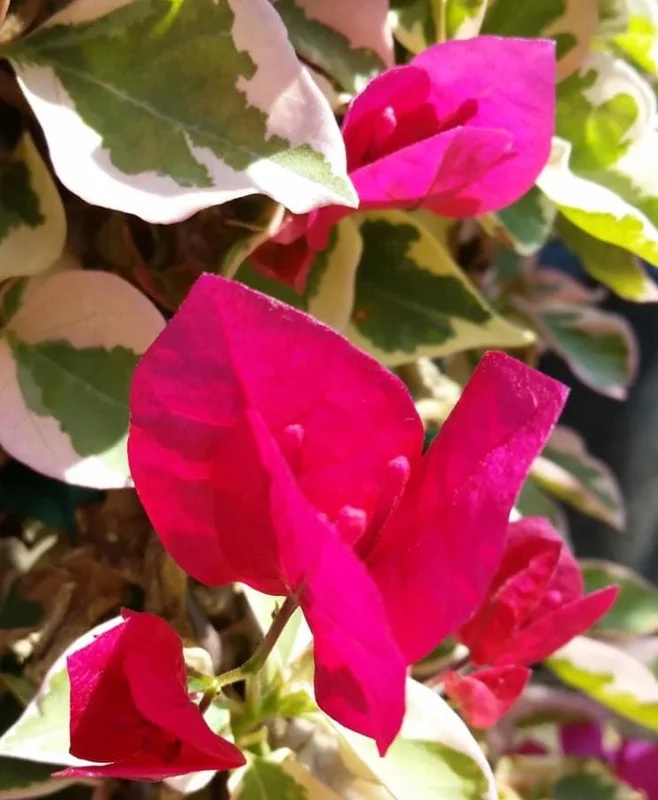 Set of 3 Raspberry Ice Bougainvillea Live Plants – 5-9" Tall – Tropical Climbing Vine - Image 2
