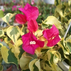 Set of 3 Raspberry Ice Bougainvillea Live Plants – 5-9" Tall – Tropical Climbing Vine - Image 1