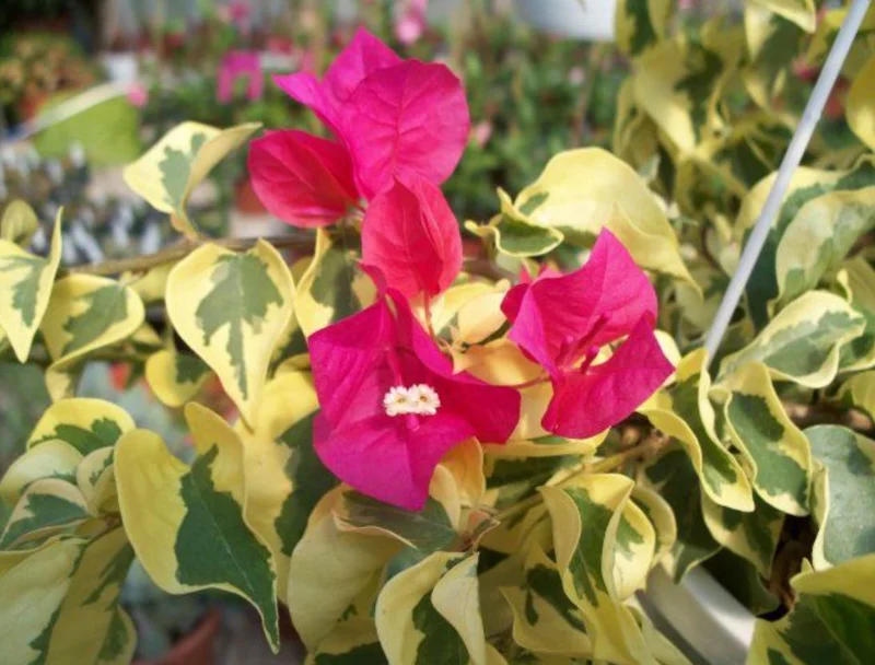 Set of 3 Raspberry Ice Bougainvillea Live Plants – 5-9" Tall – Tropical Climbing Vine - Image 1