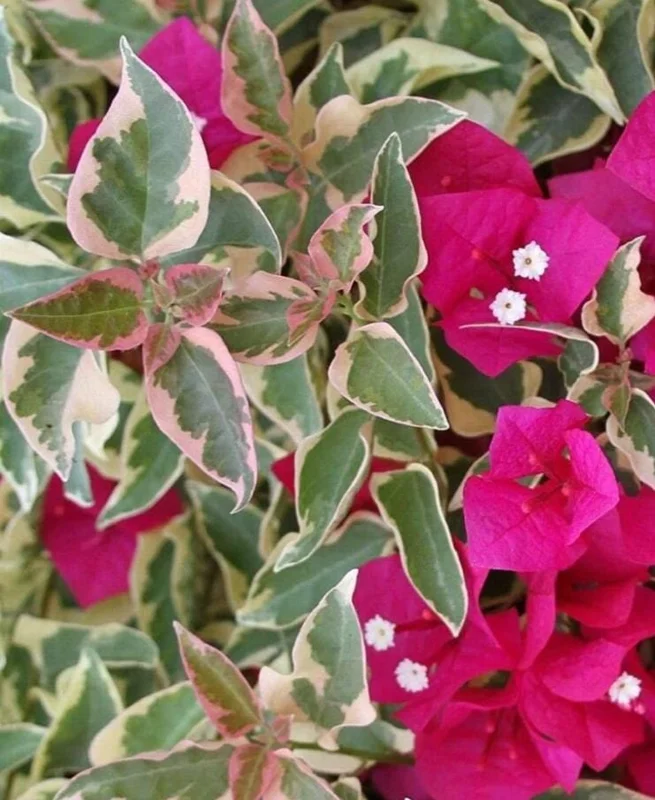 Set of 3 Raspberry Ice Bougainvillea Live Plants – 5-9" Tall – Tropical Climbing Vine - Image 3