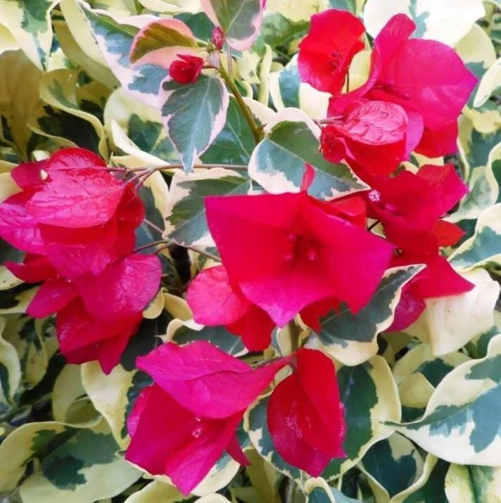 Set of 3 Raspberry Ice Bougainvillea Live Plants – 5-9" Tall – Tropical Climbing Vine - Image 4