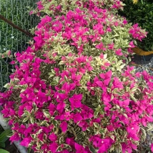 Set of 3 Raspberry Ice Bougainvillea Live Plants – 5-9
