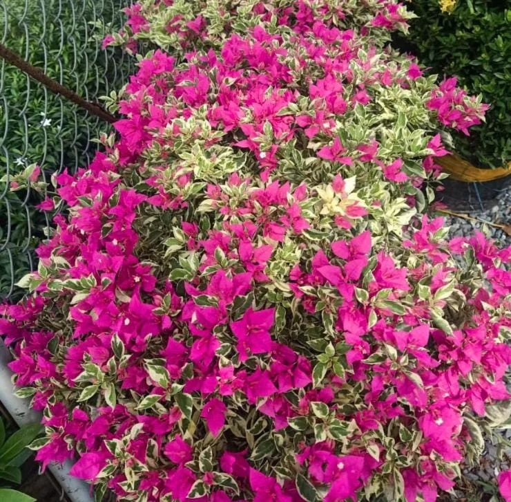 Set of 3 Raspberry Ice Bougainvillea Live Plants – 5-9" Tall – Tropical Climbing Vine - Image 5