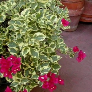 Set of 3 Raspberry Ice Bougainvillea Live Plants – 5-9