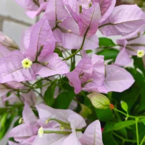 Set of 3 Singapore Pink Bougainvillea Live Plants – 4-6