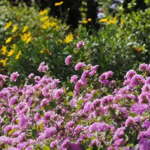 Set of 3 Trailing Lavender Lantana Live Plants – 4-6