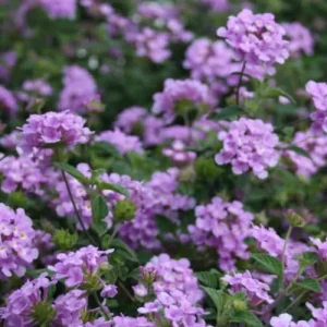 Set of 3 Trailing Lavender Lantana Live Plants – 4-6" Tall – Hardy Perennial - Image 2