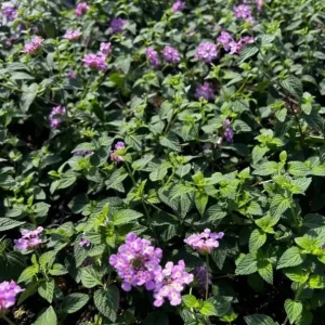 Set of 3 Trailing Lavender Lantana Live Plants – 4-6