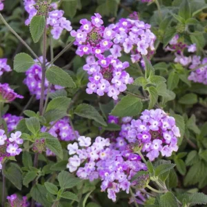 Set of 3 Trailing Lavender Lantana Live Plants – 4-6