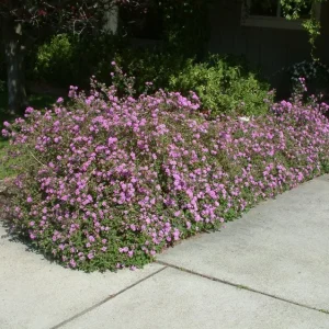 Set of 3 Trailing Lavender Lantana Live Plants – 4-6